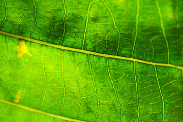 Macro texture of rubber leaf background
