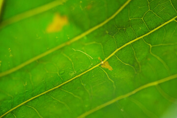 Macro texture of rubber leaf background