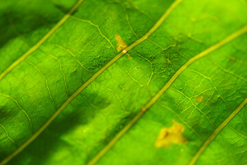 Macro texture of rubber leaf background