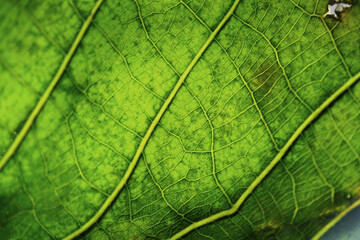 Macro texture of rubber leaf background