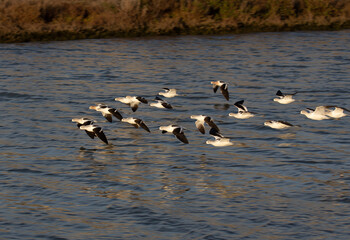 formation