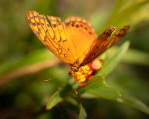 Mariposa sobre flores 08
