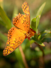 Mariposa sobre flores 07