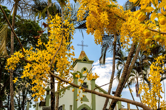 Marilia, Sao Paulo, Brazil. November 20, 2024. Santa Isabel Church, with flowering imperial cassia or yellow acacia trees. Amadeu Amaral District
