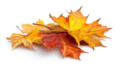 Fallen autumn leaves isolated on white background.