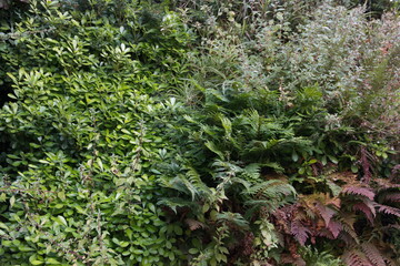 Vertical garden plants,  urban green, green variety