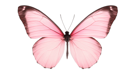 Pink Butterfly Watercolor Illustration Isolated on Transparent Background Cutout