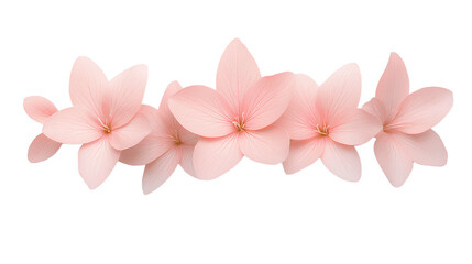 Pink Flower Isolated on Transparent Background Cutout