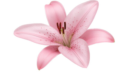 Pink Lily Flower Isolated on Transparent Background Cutout