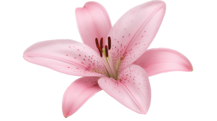 Pink Lily Flower Isolated on Transparent Background Cutout