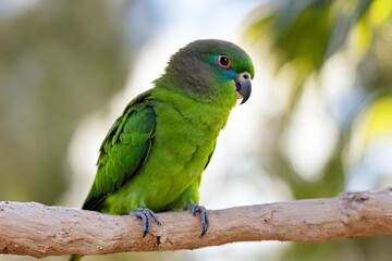 A vibrant and captivating image of an Australian little parrot perched on a branch