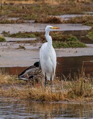 Great Egret bird looking out 
