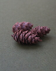 Cone of Douglas fir,  Pseudotsuga menziesii (British Columbian pine, Puget Sound pine, Douglas...