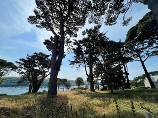 pine tree in the park