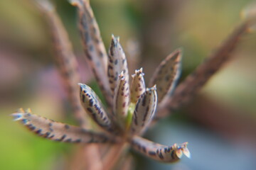 Kalanchoe delagoensis, Kalanchoe tubiflora plant, bryophyllum delagoensis, devil backbone, chandelier plant