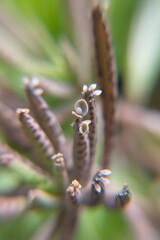 Kalanchoe delagoensis, Kalanchoe tubiflora plant, bryophyllum delagoensis, devil backbone, chandelier plant