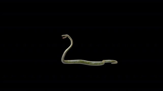 Boa Snake Attack 3D Video Animation