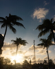 Obraz premium palm trees at sunset