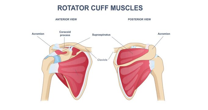 Rotator cuff muscles infographic. Moving banner with shoulders and bones. Human anatomy and biology. Medical educational materials. Normal posture. Cartoon flat animated graphics