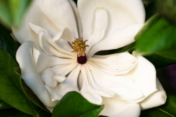 Magnolia flower in full bloom.