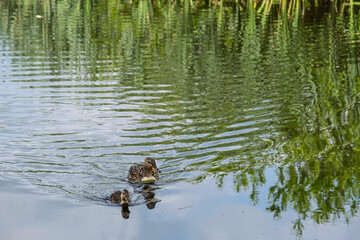 Stockente, (Anas platyrhynchos), Weibchen mit Jungtier