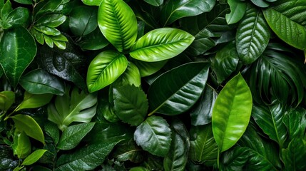 Lush green foliage background texture.