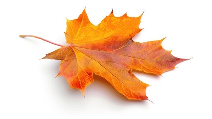Obraz premium Maple leaf in autumn isolation on white background