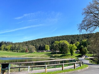 Fototapeta premium landscape with trees and sky