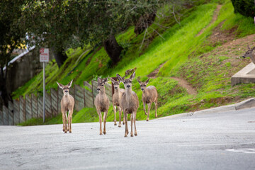 deer in the road