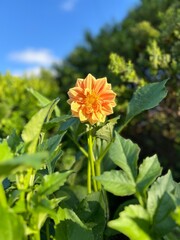 A vibrant orange dahlia stands out amidst lush green leaves, bathed in sunlight, capturing the essence of a serene summer garden under a clear blue sky.