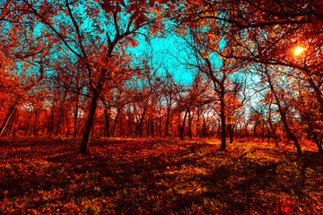 Fototapeta premium Vibrant autumn forest illuminated by warm sunlight. Trees with fiery red and orange foliage cast long shadows on the grassy forest floor under a bright blue sky, creating a striking seasonal scene