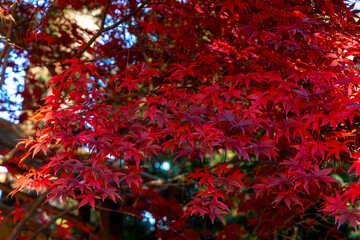 red leaves
