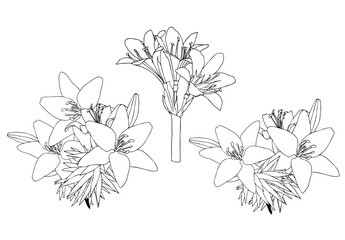 Set of lily bouquets in doodle style. Vector illustration isolated on white background.