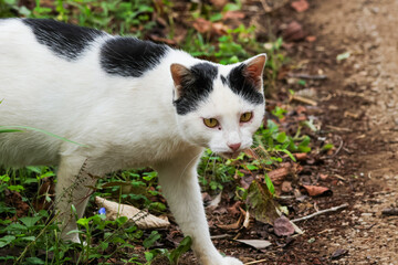公園にいる野良猫