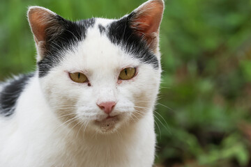 公園にいる野良猫
