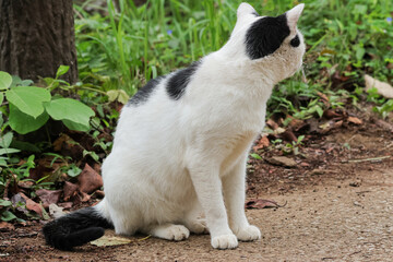 公園にいる野良猫