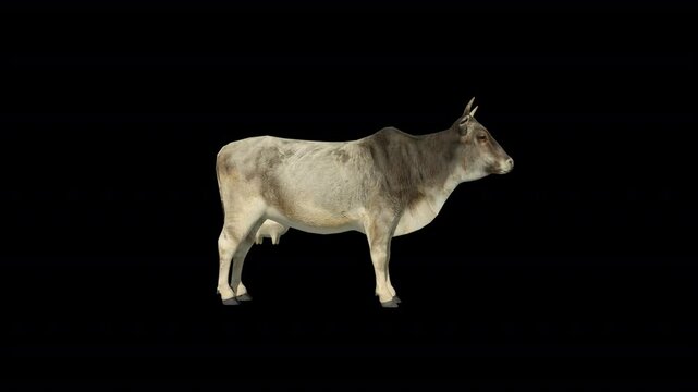 Asian Zebu Cattle 3D Video Animation