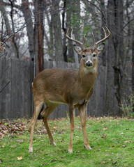 Whitetail Deer Buck - close portrait in a natural setting