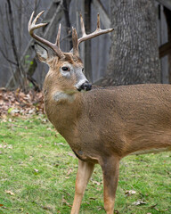 Whitetail Deer Buck - close portrait in a natural setting	
