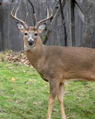 Whitetail Deer Buck - close portrait in a natural setting