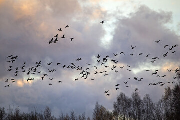 A flock of geese flies through the cloudy sky. Mixed flock of Greater white-fronted goose (Anser albifrons) and Taiga bean goose (Anser fabalis) on spring migration in Lithuania.