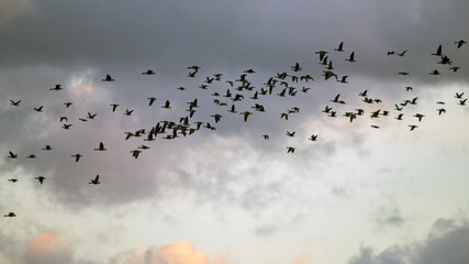 A flock of geese flies through the cloudy sky. Mixed flock of Greater white-fronted goose (Anser albifrons) and Taiga bean goose (Anser fabalis) on spring migration in Lithuania.