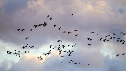 A flock of geese flies through the cloudy sky. Mixed flock of Greater white-fronted goose (Anser albifrons) and Taiga bean goose (Anser fabalis) on spring migration in Lithuania.