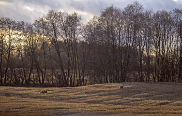 Sunset landscape with roe deer. Roe deer (Capreolus capreolus) in the fields of eastern Lithuania in early spring.