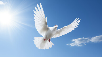 Obraz premium White Dove