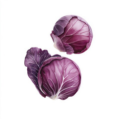 Obraz premium Vibrant Purple Cabbage,Isolated Watercolor