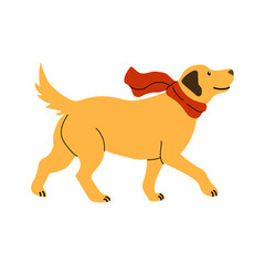 Golden retriever running with a red scarf in a playful atmosphere