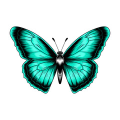 Butterfly insect animal vector engraving in solid tosca green color