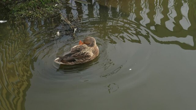 Duck swimming in the pond looking for food. Duck pond with water birds. Flock of ducks and flock of drakes swim and rest in the lake