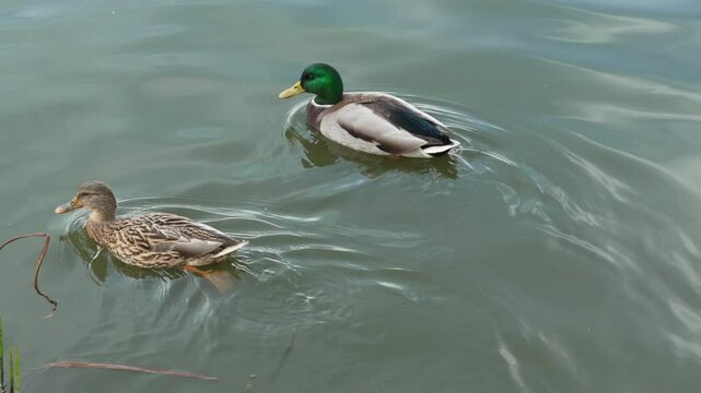 Duck and drake swim in the pond looking for food. Duck pond with water birds. Flock of ducks and flock of drakes swim and rest in the lake